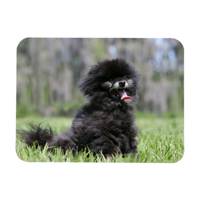 Magnet Flexible Noir Pomeranian (Horizontal)