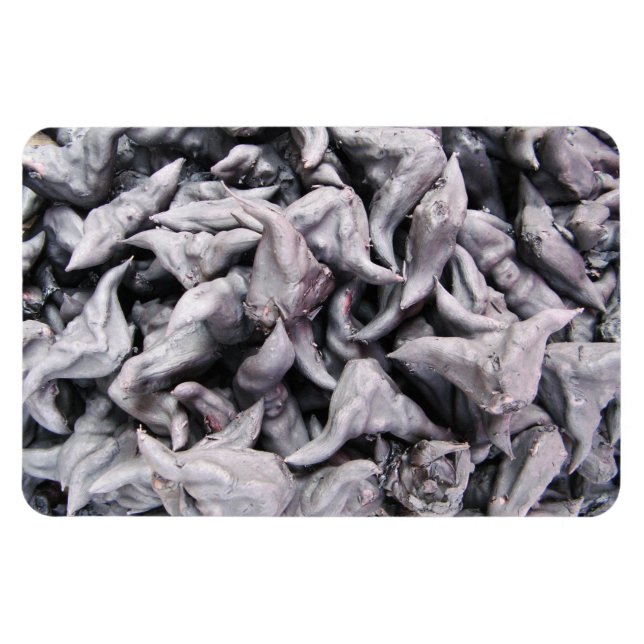 Magnet Flexible Noix de buffle - Water Caltrop (Horizontal)