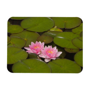 Magnet Flexible Nymphéas en fleurs
