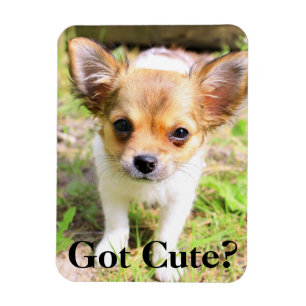 Magnet Flexible Obtenu mignon ? Chiot