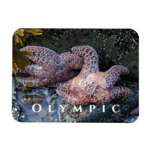 Magnet Flexible Ochre Sea Star, Piscine à Marée, Parc National Oly