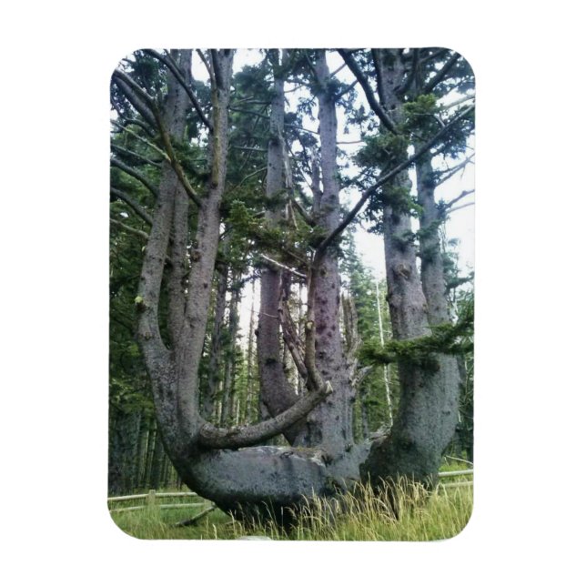 Magnet Flexible Octopus Tree, Cape Meares, Oregon (Vertical)