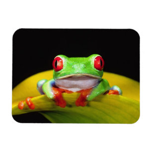 Magnet Flexible Oeil rouge Treefrog, Agalychinis callidryas, autoc