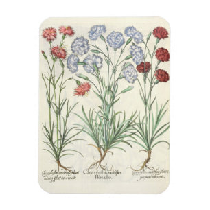 Magnet Flexible Oeillets : 1.Caryophyllus multiplex flore albo ; 2