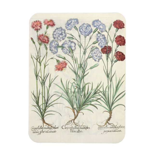 Magnet Flexible Oeillets : 1.Caryophyllus multiplex flore albo ; 2 (Vertical)