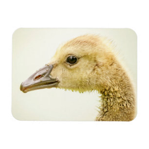 Magnet Flexible Oie canadienne (Gosling)