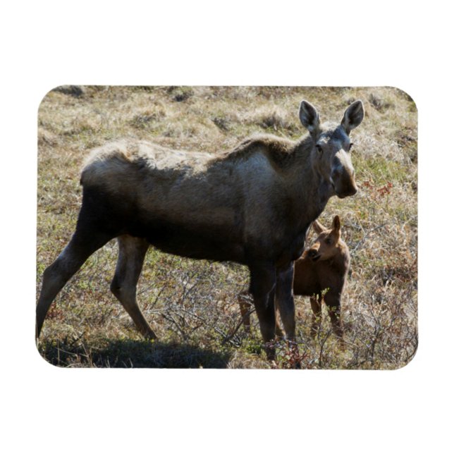 Magnet Flexible Oie de vache de l'Alaska avec veau (Horizontal)