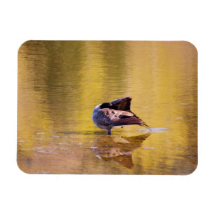 Magnet Flexible Oie d'or