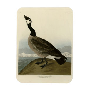Magnet Flexible Oie en caquette des oiseaux d'Amérique d'Audubon
