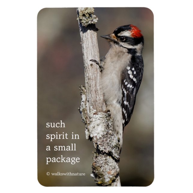 Magnet Flexible Oiseau de pic mou Downy sur la branche (Vertical)