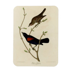 Magnet Flexible Oiseau noir à ailes rouges - Oiseaux d'Amérique d'
