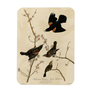 Magnet Flexible Oiseau noir à ailes rouges - Oiseaux d'Amérique d'