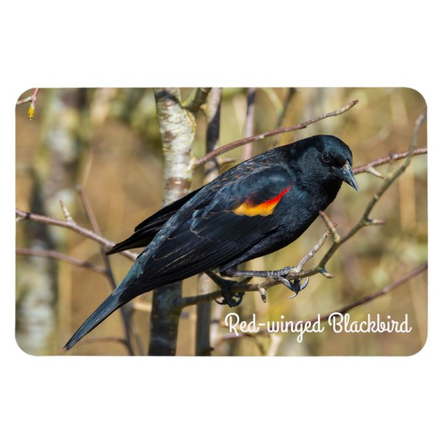 Magnet Flexible Oiseau roux (Horizontal)