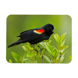 Magnet Flexible Oiseau-roux (Agelaius Phoeniceus)