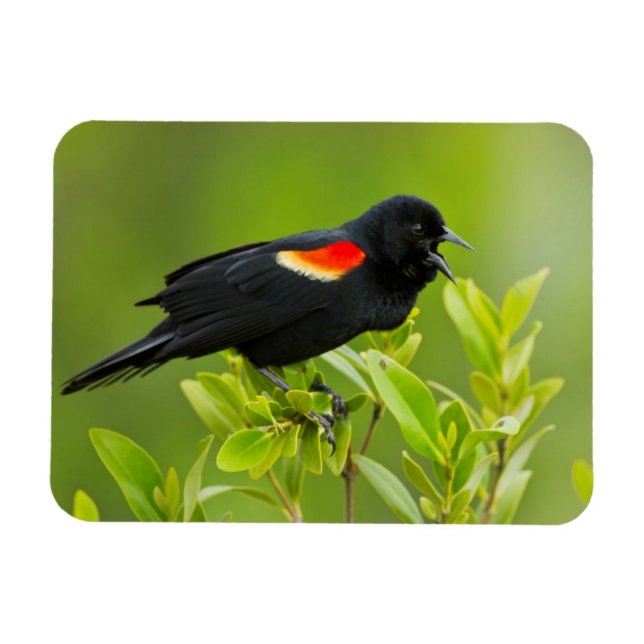 Magnet Flexible Oiseau-roux (Agelaius Phoeniceus) (Horizontal)