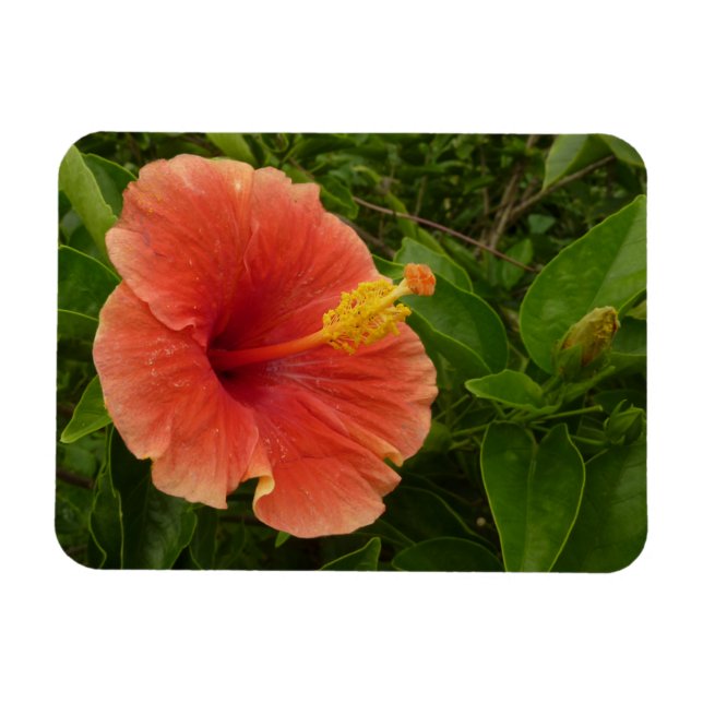 Magnet Flexible Orange Hibiscus Fleur Tropical Floral (Horizontal)