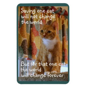 Magnet Flexible Orange Tabby Cat espère être adopté