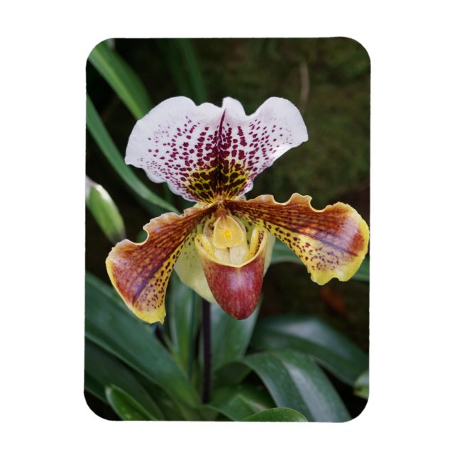 Magnet Flexible Orchid (Vertical)