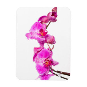 Magnet Flexible Orchidée