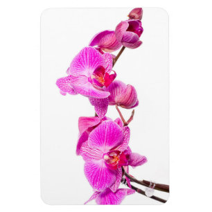 Magnet Flexible Orchidée