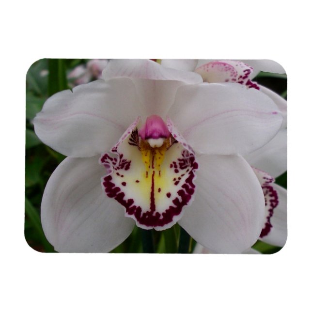 Magnet Flexible Orchidée blanche II Élégante florale (Horizontal)