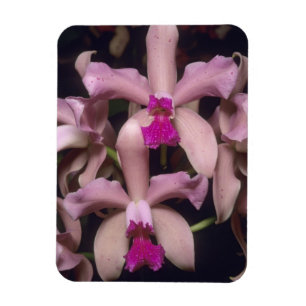 Magnet Flexible Orchidée (Cattleya amethystoglossa), Est