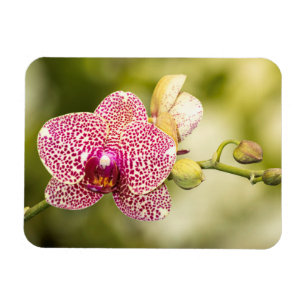 Magnet Flexible Orchidée tachetée rose