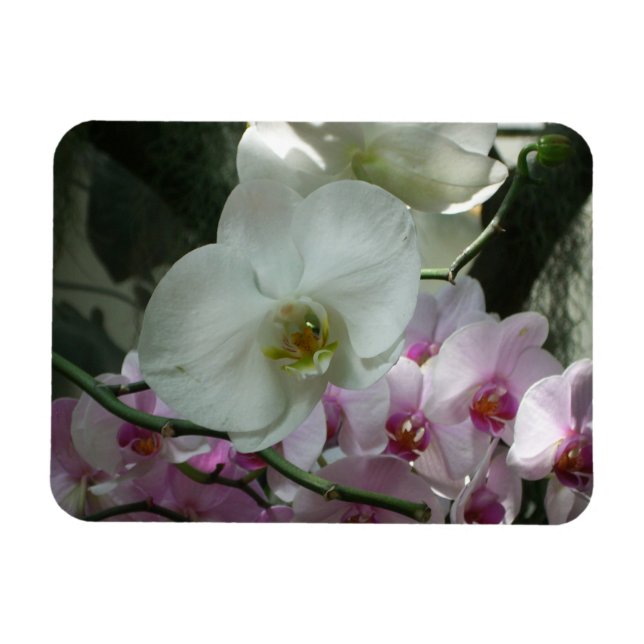 Magnet Flexible Orchidées blanches et violettes (Horizontal)