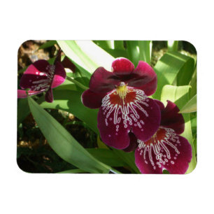 Magnet Flexible Orchidées bordeaux II Élégante Florale