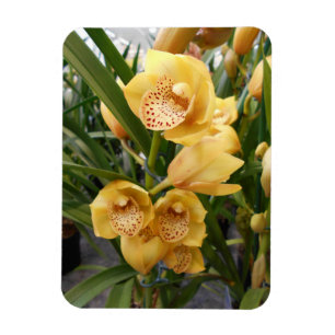 Magnet Flexible Orchidées de Cymbidium Jaune