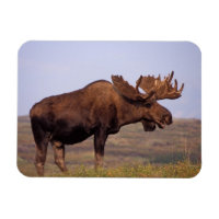 orignal, Alces alces, taureau aux gros bois