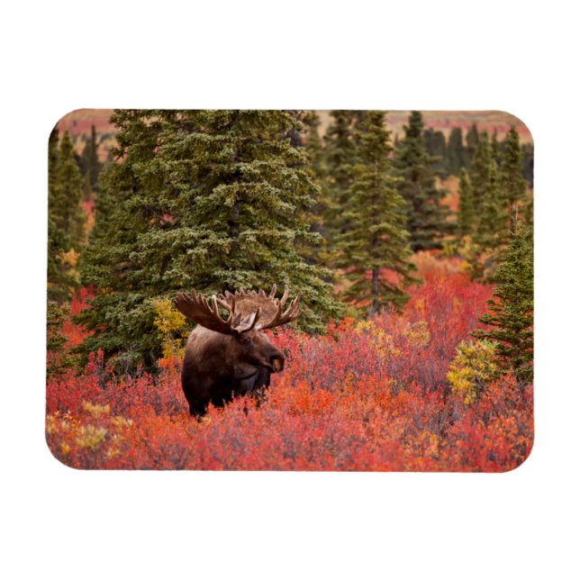 Magnet Flexible Orignal debout dans un bouleau nain rouge (Horizontal)
