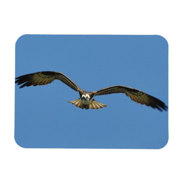 Magnet Flexible Osprey Flying ! (Horizontal)