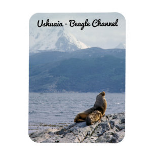 Magnet Flexible Otaries dans le canal de Beagle - Argentine