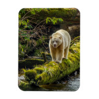 Ours blanc | Colombie-Britannique, Canada