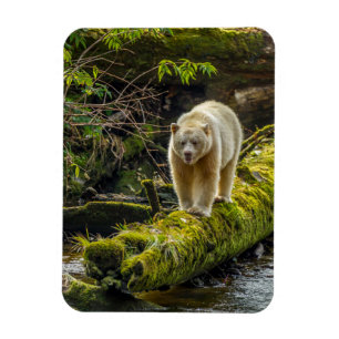 Magnet Flexible Ours blanc   Colombie-Britannique, Canada