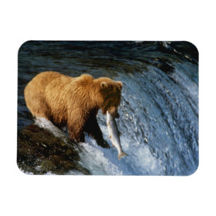 Magnet Flexible Ours brun d'Alaska attrapant du saumon à Brooks