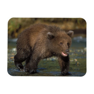 Magnet Flexible ours brun, Ursus arctos, grizzly, Ursus 6