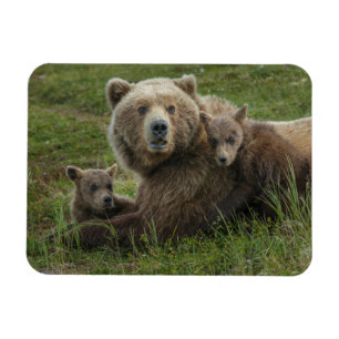 Magnet Flexible Ours bruns oursons câlinant leur mère