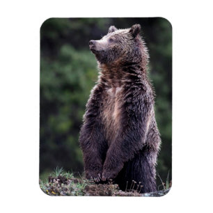 Magnet Flexible Ours Grizzli debout
