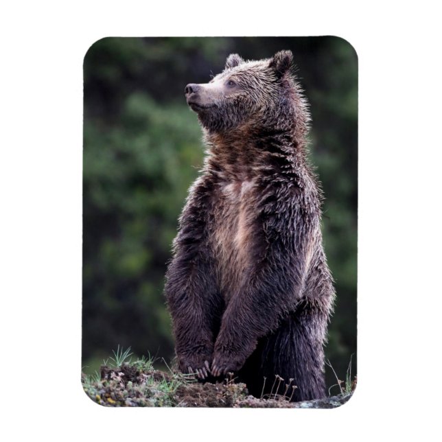 Magnet Flexible Ours Grizzli debout (Vertical)