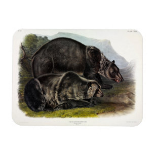 Magnet Flexible Ours grizzli (Ours Brown nord-américain) - Audubon