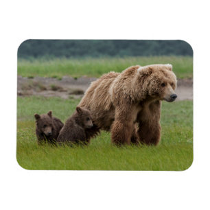 Magnet Flexible Ours grizzly mère avec deux oursons