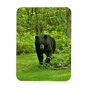 Magnet Flexible Ours noir de jardin