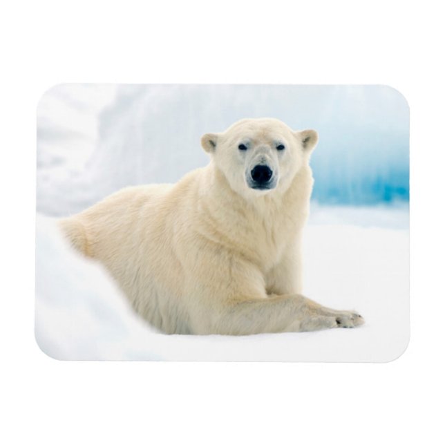 Magnet Flexible Ours polaire adulte grand sanglier sur la glace es (Horizontal)