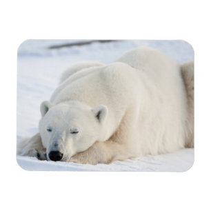 Magnet Flexible Ours polaire en hiver