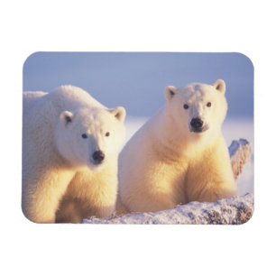 Magnet Flexible Ours polaire femelle avec ourson sur la banquise