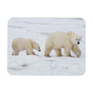Magnet Flexible Ours polaire femelle et deux petits 2