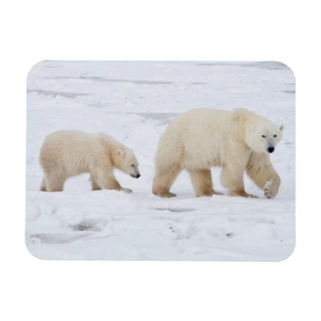 Magnet Flexible Ours polaire femelle et deux petits 2 (Horizontal)