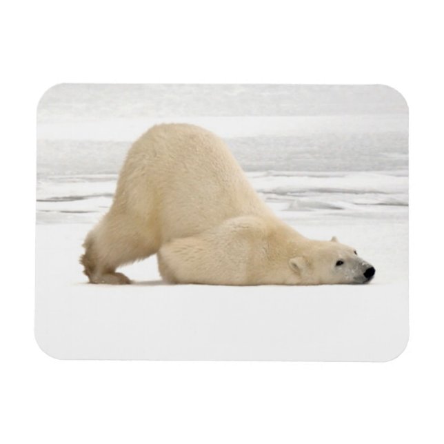 Magnet Flexible Ours polaire se grattant sur la toundra gelée (Horizontal)